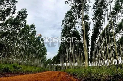 EstanciaCampo-Venta-PY San Pedro Choré — foto 2