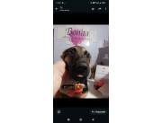 Cachorro macho pastor alemán de 3 meses y hembra de 9 meses por viaje