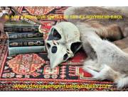 Traditional healer +27603493288 Powerful sangoma in Rhode Island, Ohio, South Carolina