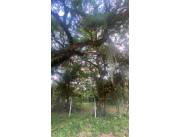 VENDO TERRENO EN SAN BERNARDINO URBANIZACIÓN SADI I