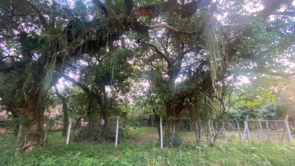 VENDO TERRENO EN SAN BERNARDINO URBANIZACIÓN SADI I — foto 3