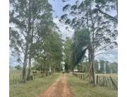 Campo Agrícola/Ganadero en Coronel Oviedo sobre Ruta - 1100 Ha.