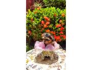 YORKSHIRE MINI HEMBRA