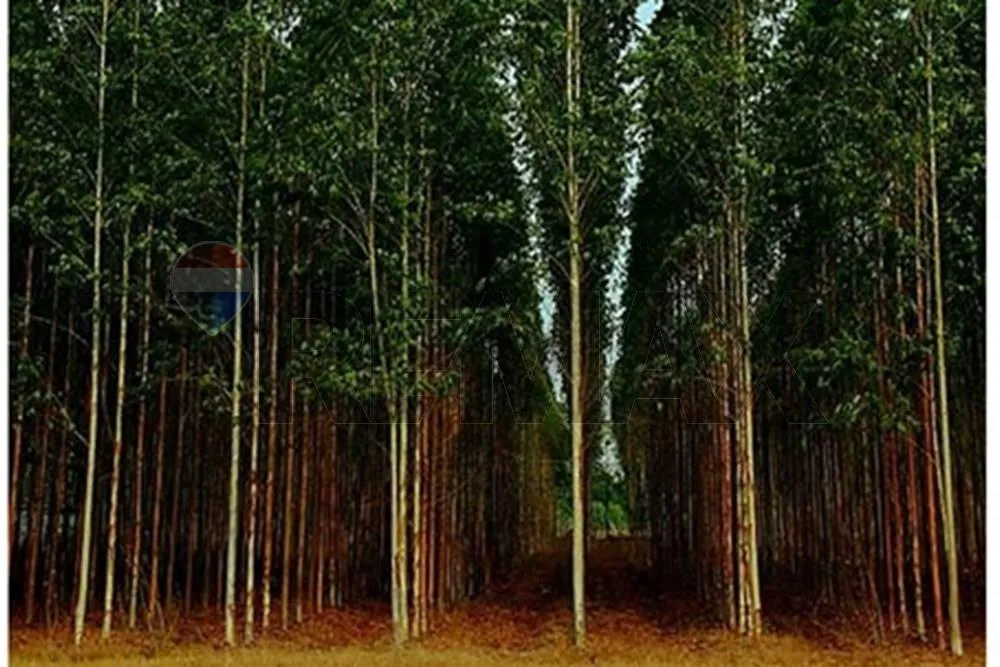 🌳 INVERSIÓN FORESTAL Y PRODUCTIVA EN SAN PEDRO | ESTANCIA OPERATIVA CON ALTO RETORNO — foto 2