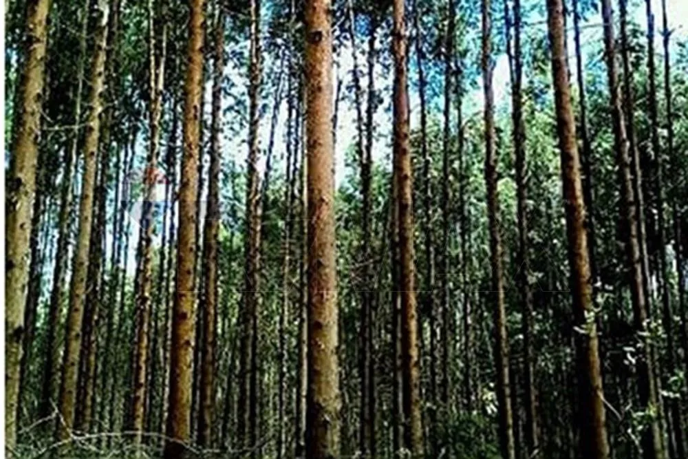 🌳 INVERSIÓN FORESTAL Y PRODUCTIVA EN SAN PEDRO | ESTANCIA OPERATIVA CON ALTO RETORNO — foto 3