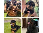 Cachorros Rottweiler