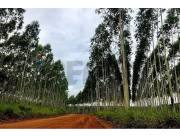 VENDO CAMPO CON EUCALIPTOS EN SAN PEDRO CHORE