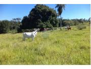 VENDO ESTANCIA FORMADA EN ISLA PUCU CORDILLERA