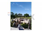 VENDO ESTABLECIMIENTO GANADERO EN CANINDEYU