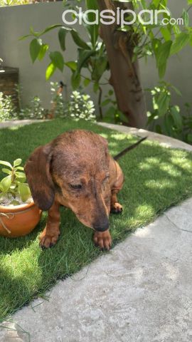 Perros - Gatos - Teckel