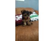 Yorkshire mini hembra en Asuncion