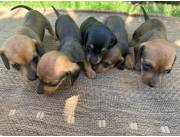 Vendo salchicha pura raza (teckel)