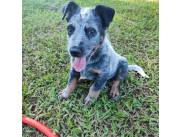 Pastor Australiano 50 días!