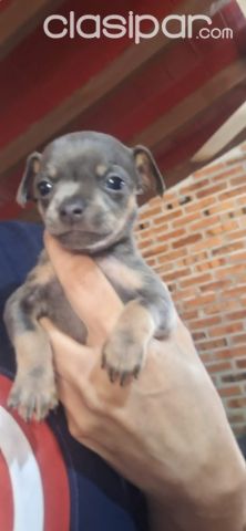 Perros - Gatos - Pinchér Mini blue hembras