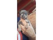 Pinchér Mini blue hembras