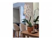 Departamento - Venta - Las Lomas (Carmelitas), Paraguay