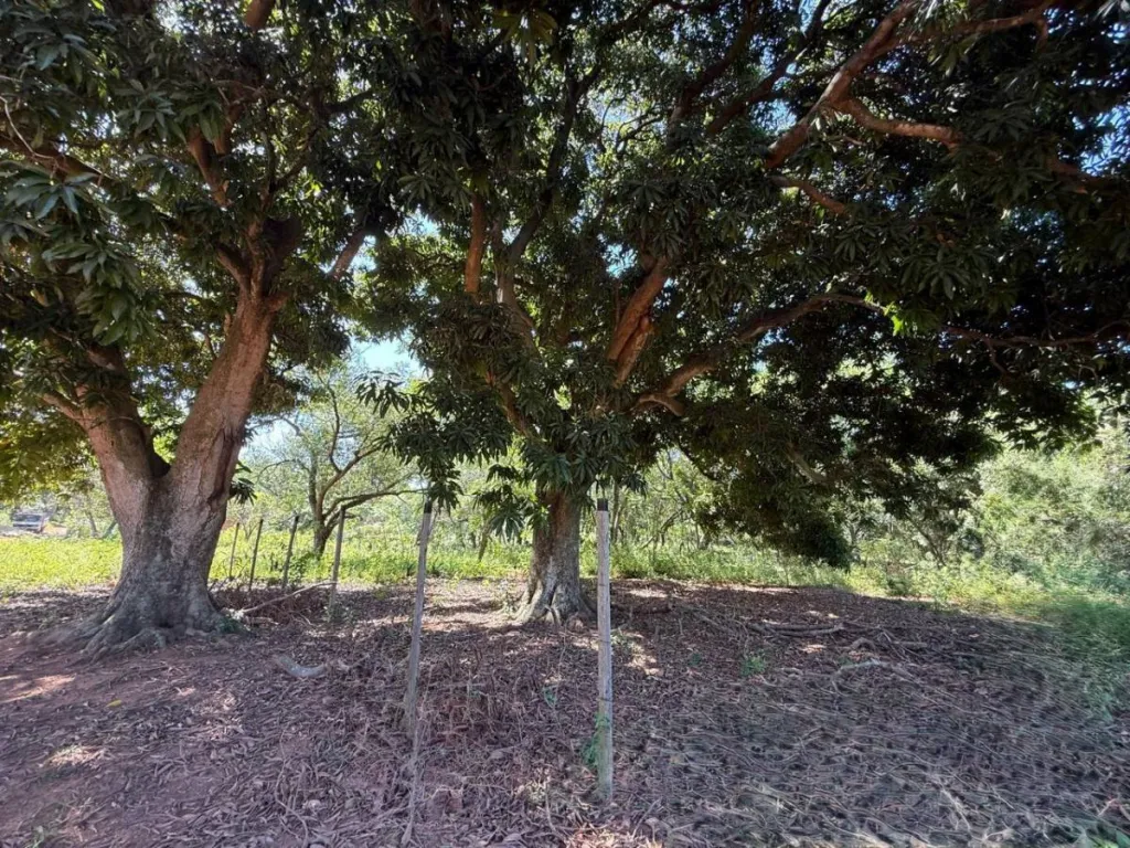 EN VENTA AMPLIO TERRENO EN LUQUE — foto 3