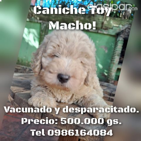 Perros - Gatos - Vendo caniche macho