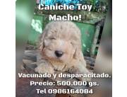 Vendo caniche macho
