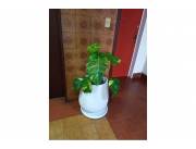 Departamento - Venta - San Roque, Paraguay