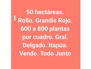 50 hectáreas de entre 600 a 800 plantas Rollo de Eucaliptos Varidad.: Grandis Rojo. VENDO.