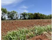 Campo Agrícola/Ganadero en Juan León Mallorquín - 20 Ha.