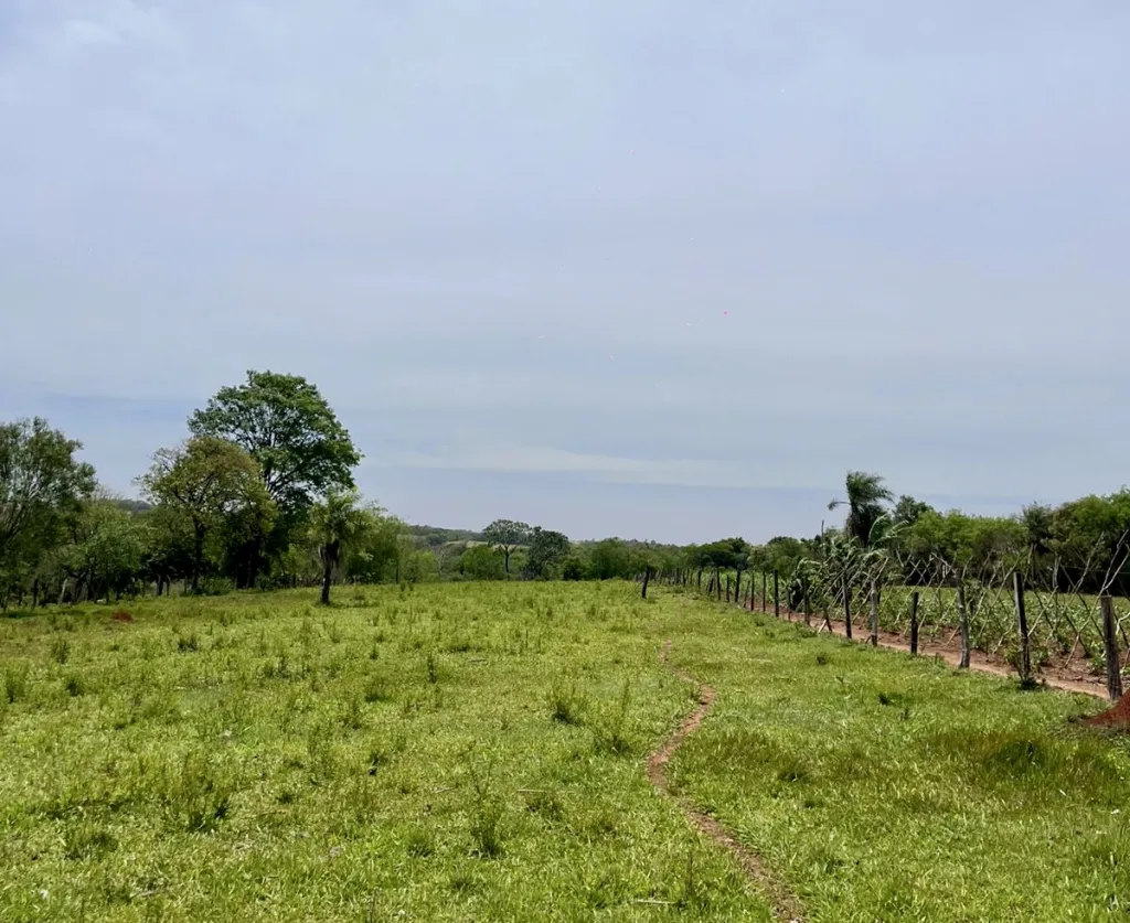 Campo AgrícolaGanadero en Juan León Mallorquín - 20 Ha. — foto 2
