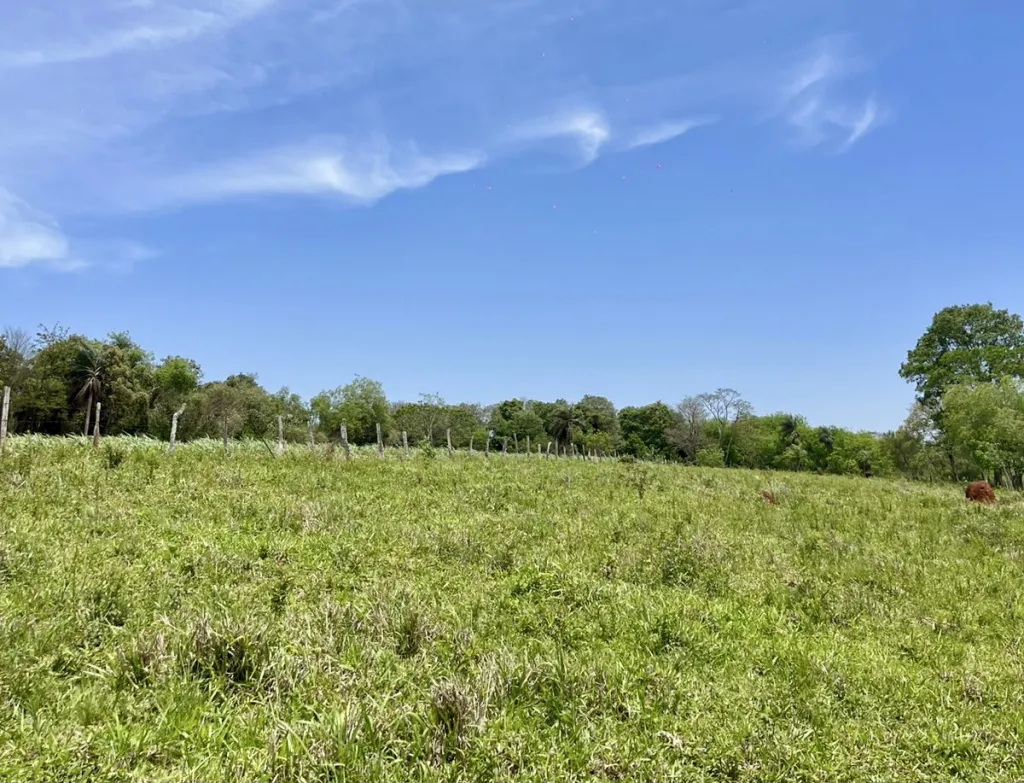 Campo AgrícolaGanadero en Juan León Mallorquín - 20 Ha. — foto 3