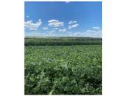 ALTO PARANA, SANTA ROSA DEL MONDAY: 824 HAS MECANIZADAS, P/ PLANTÍOS, APTA P/ TRANSFERIR.