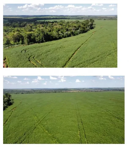 ALTO PARANA, SANTA ROSA DEL MONDAY: 824 HAS MECANIZADAS, P PLANTÍOS, APTA P TRANSFERIR. — foto 3