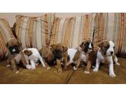 BOXER CACHORROS