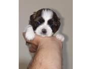 Cachorros Shitzu / shihtzu