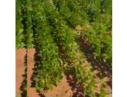 122 hectáreas listas para transferir. NO INTERMEDIARIOS., Total se vende s/Venta. 80% plan