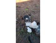 Pastor Belga Malinois y Dogo Argentino - Protección de élite