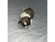 Cachorros Shitzu - Machos