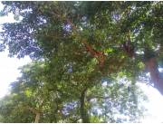 ALQUILO CASA EN ASUNCIÓN Z/ SEMINARIO