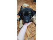 Cachorros pastor alemán