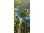 Vendo en Mburucuya, excelente ubicación