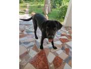 Labrador negro cachorro para adopción