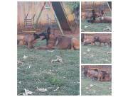 Vendo Pastor Belga Malinois