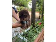 Caniche toy macho chocolate