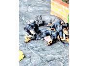 Teckel salchicha arlequin y liso negro