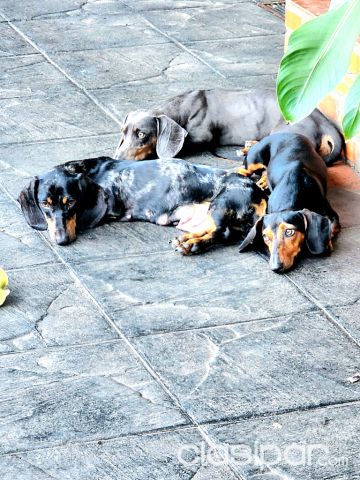 Perros - Gatos - Teckel salchicha arlequin y liso negro