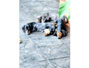 Teckel salchicha arlequin y liso negro