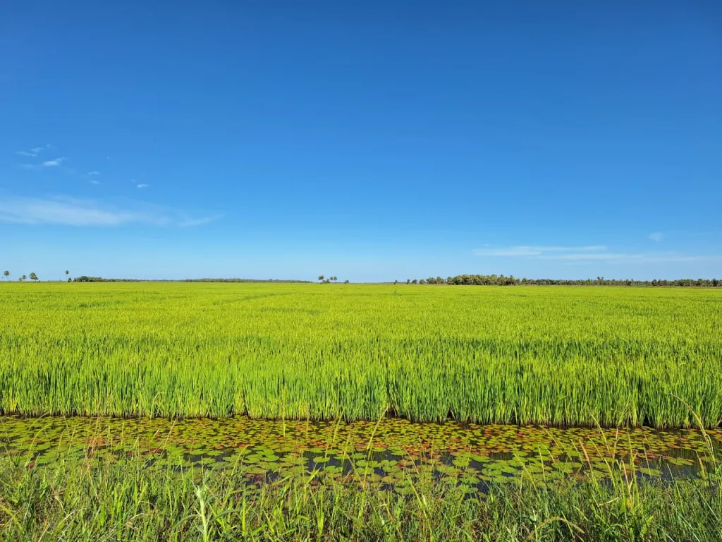 VENDO ESTANCIA TACUARAL DE 3.757 HAS., PRODUCTIVA GANADERA Y AGRICOLA EN ÑEEMBUCU! — foto 2