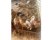 PITBULL (Vendo crías de pitbull)