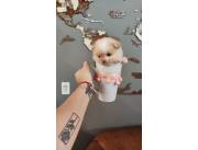 Lulu Pomerania mini hembra