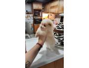 Pomerania hembra mini en asuncion