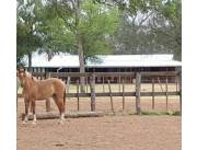 NEULAND, BOQUERÓN: 2.900 HAS, DESARROLLADAS, MECANIZADAS, PASTURAS, A TRANSFERIR.