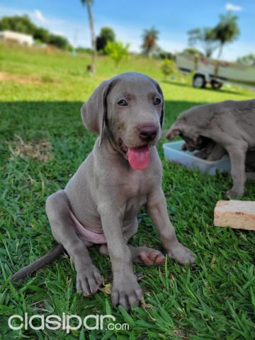 Perros - Gatos - WEIMARANER